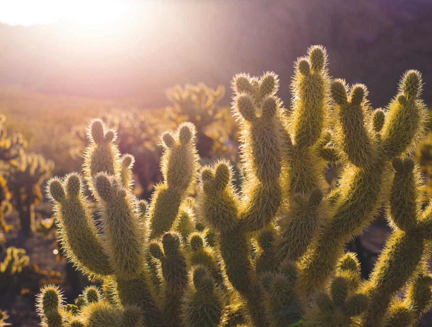 大唐无双手游:上海个股期权开户平台