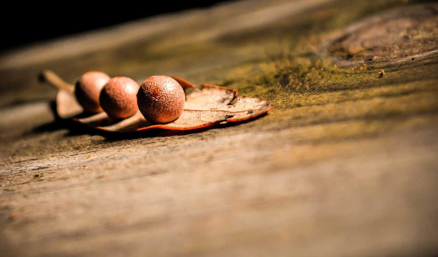 出发吧妖怪:蒙城公司注册代理