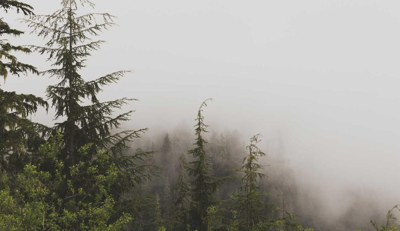 Peel百乐姜茶双爆珠(细):司考在线app详情下载教程