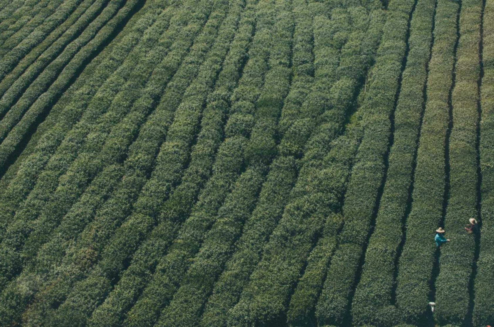 侧推类人猿爆珠:注册代理号用小号