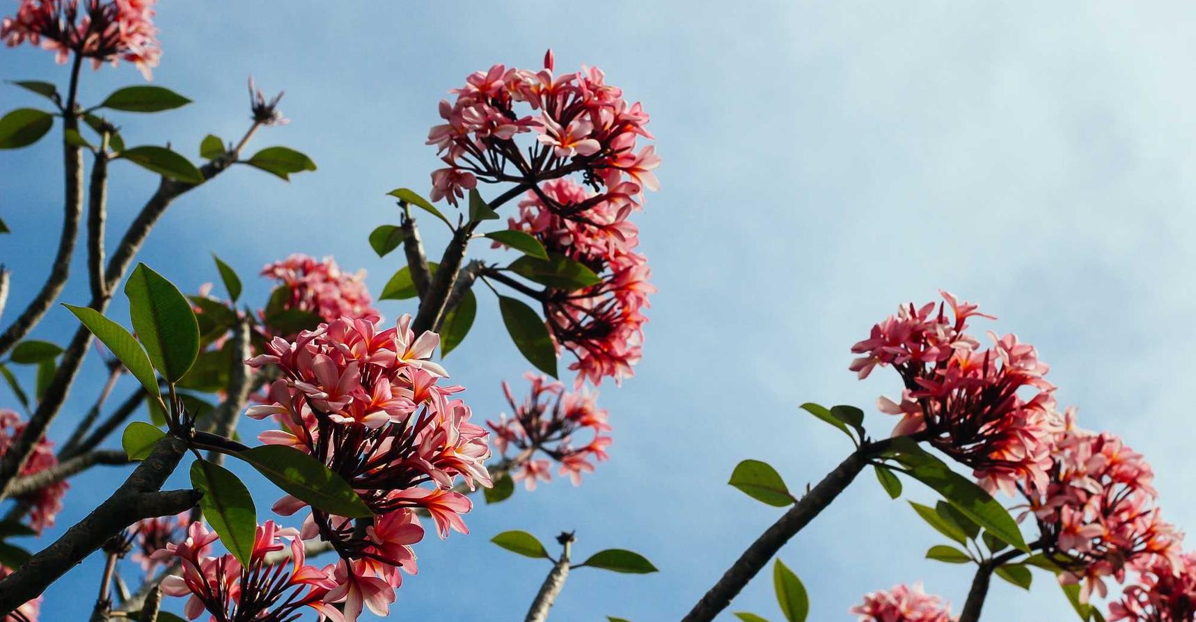 建立强大的防御体系，抵御DDoS攻击