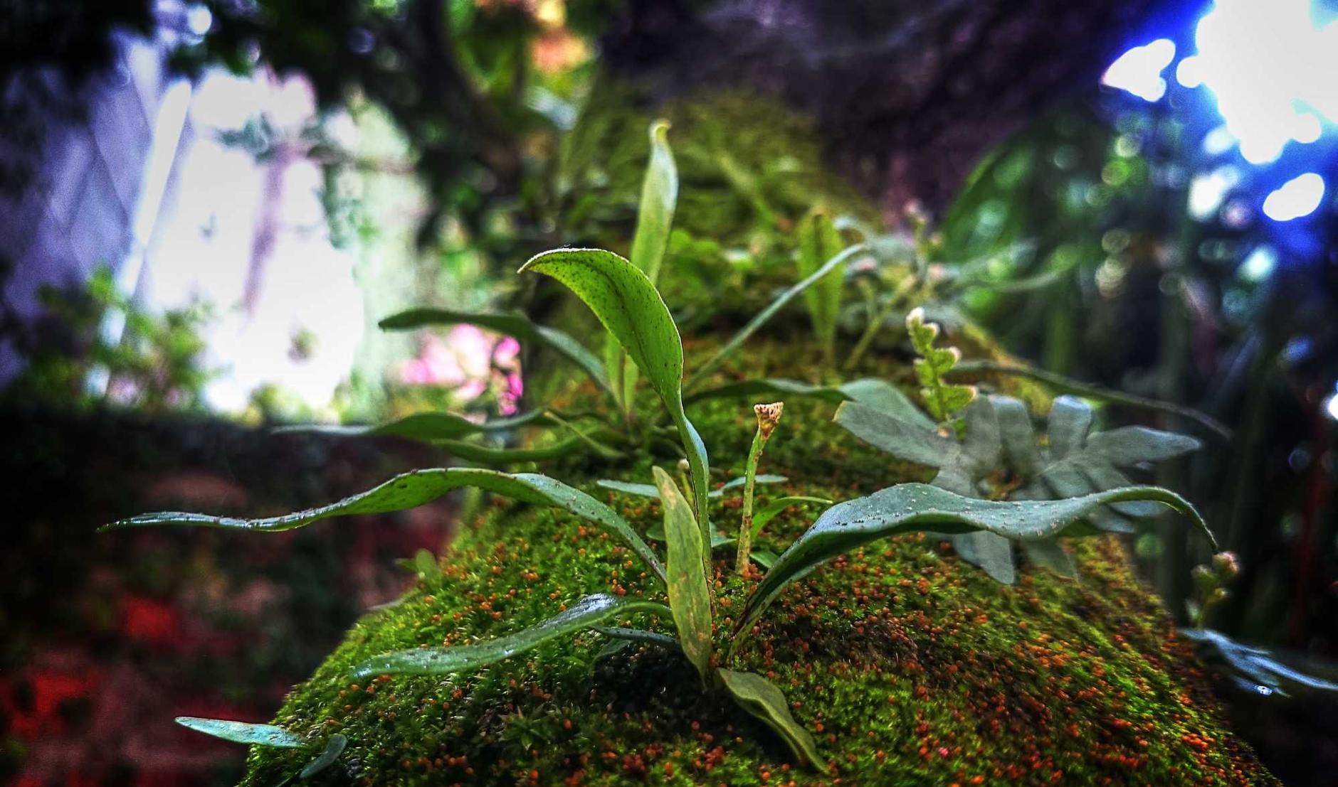 简信实名账号：樱桃详情下载教程app