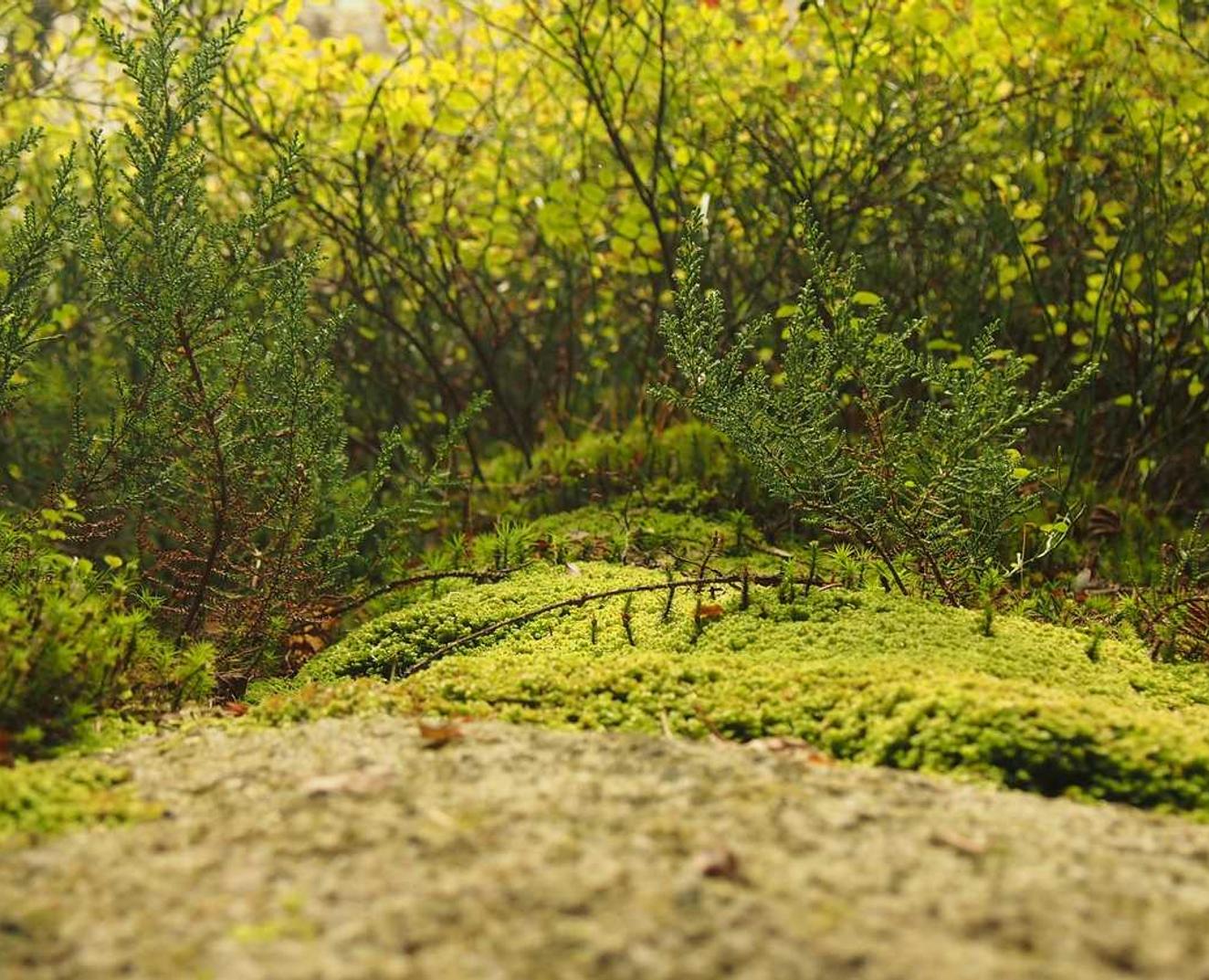 DDOS攻击器|黄瓜视频app官网详情下载教程安装