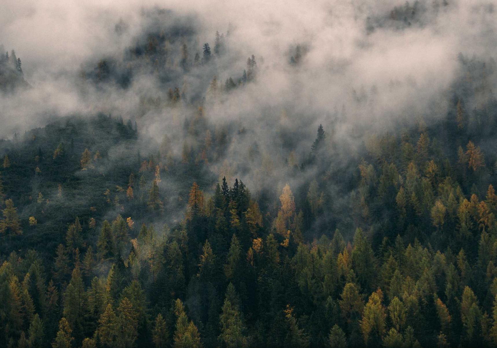 缅甸云斯顿蓝莓爆珠：威利斯人APP详情下载教程