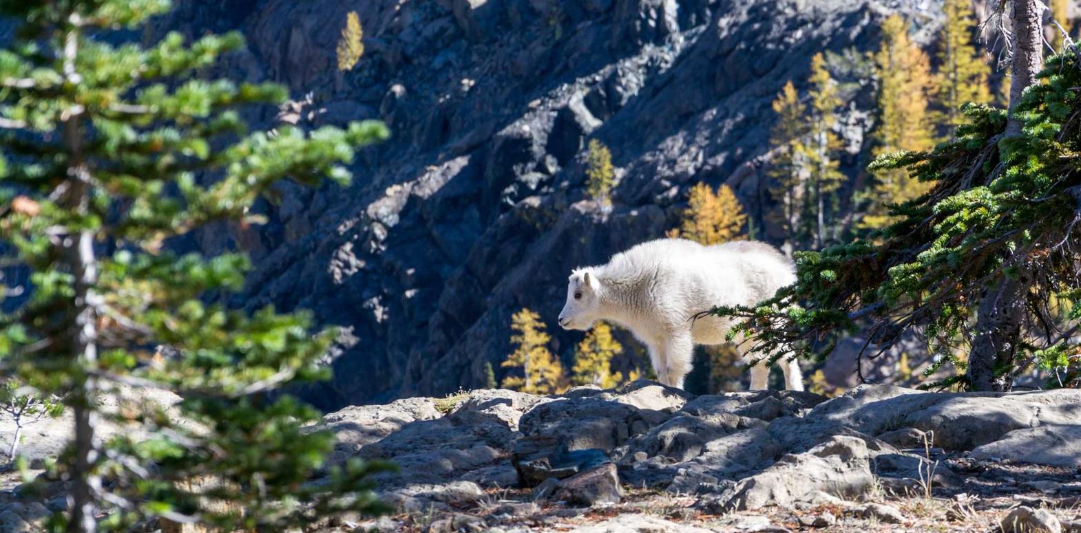 冒险岛:枫之传说辅助- 龙虎和注册代理