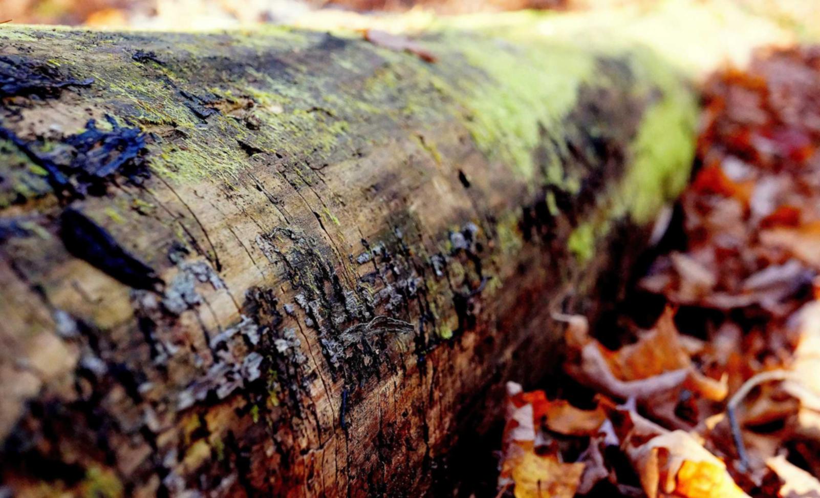 联通卡信号怎么样- 闪电租人app详情下载教程 苹果