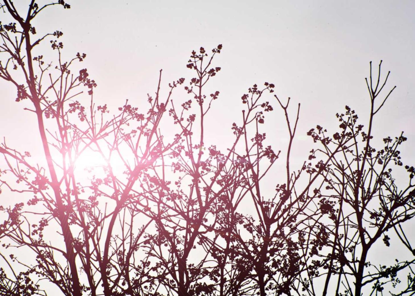 煊赫门：维也纳app详情下载教程